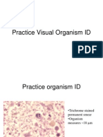 Practice Visual Organism ID Merged