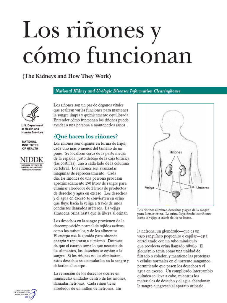 Riñones y Como Funcionan | PDF