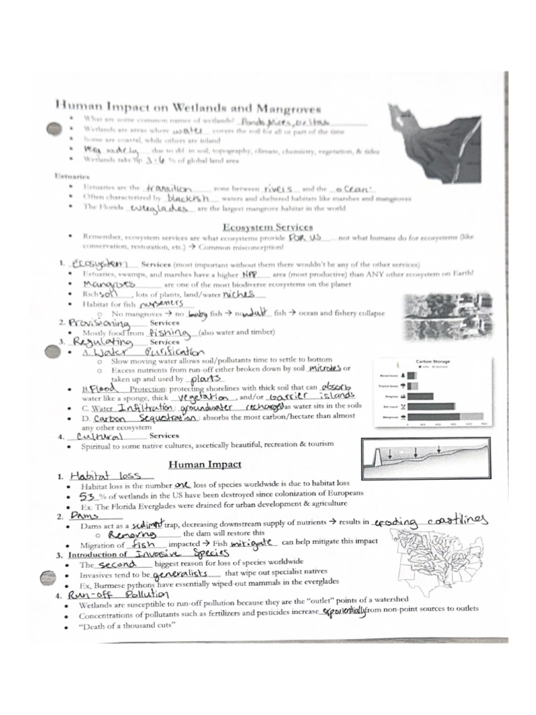 Human Impact On Wetlands and Mangroves | PDF