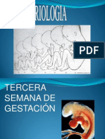 Tercersemhastaelpartoyplacenta 091019192721 Phpapp01