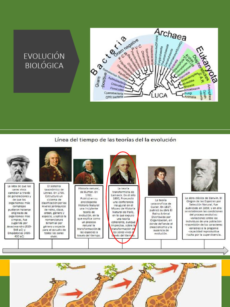 Origen y evolución de la vida en la Tierra | PDF | Evolución | Biología