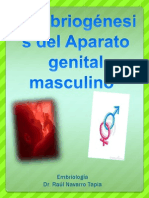Embriogénesis Del Aparato Genital Masculino