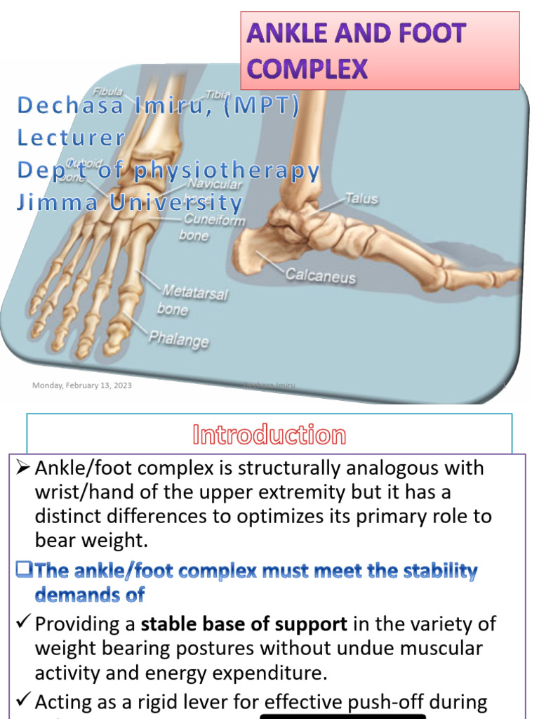 Ankle and Foot Complex For 2nd Yr PT | PDF | Ankle | Foot