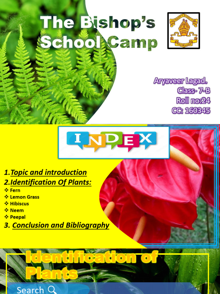 Plant Identification Guide for Students | PDF | Leaf | Fern
