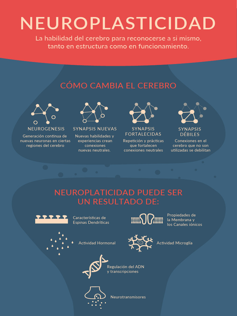 Impacto de la Neuroplasticidad en el Cerebro | PDF | Neuroplasticidad
