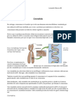 (Bio) Cromátida (Word)