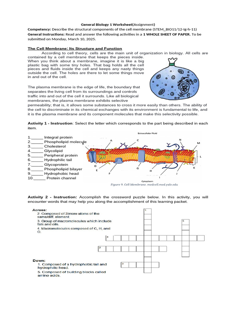 Assignment in General Biology 1 Cell Membrane | PDF | Cell Membrane ...