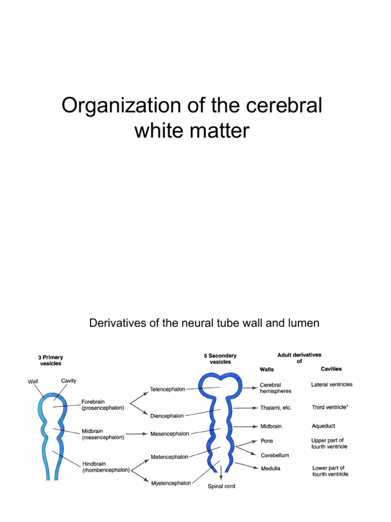 Cerebral White Matter Organization Explained | PDF