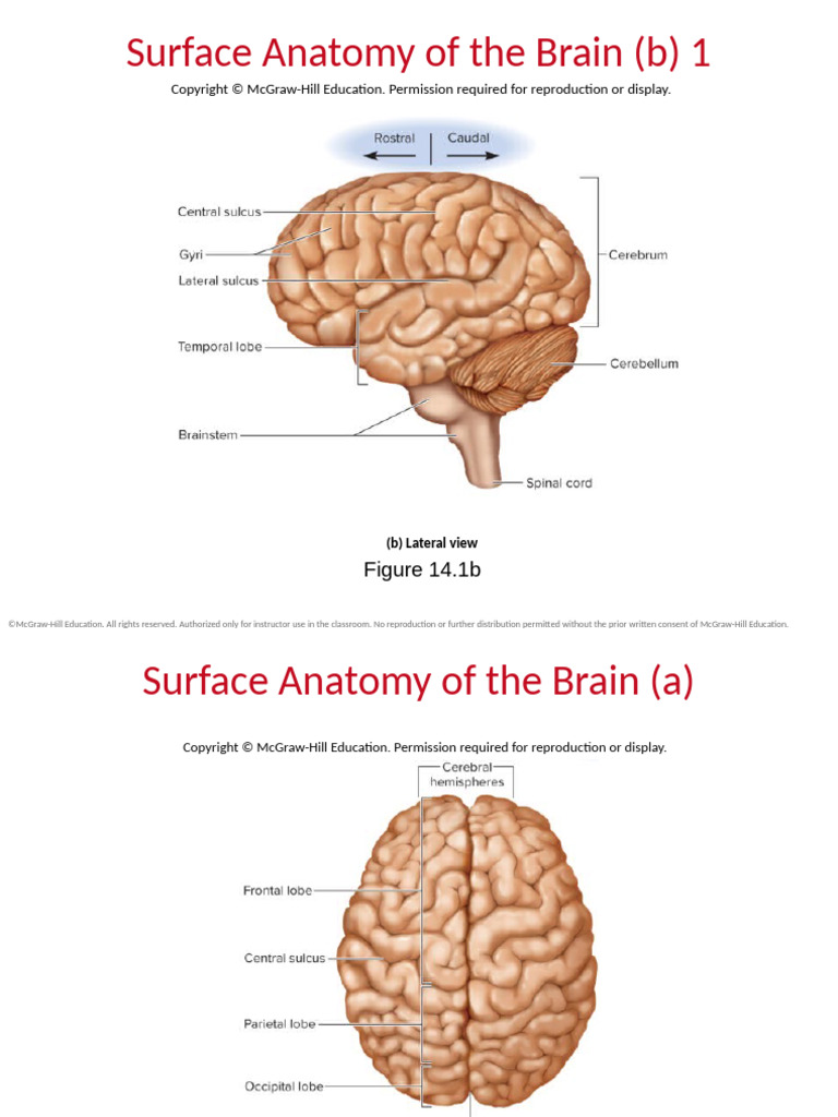 Brain Anatomy Images | PDF | Cerebrospinal Fluid | Cerebrum