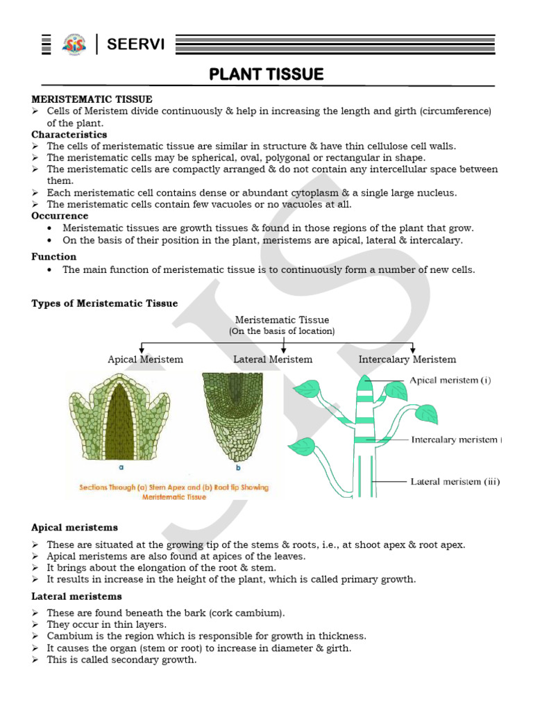 9th Plant Tissue 1 | PDF | Tissue (Biology) | Plant Stem