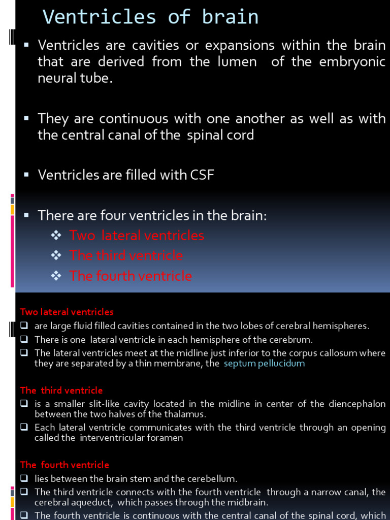 Cerebral Ventricles and CSF Overview | PDF | Cerebrospinal Fluid ...