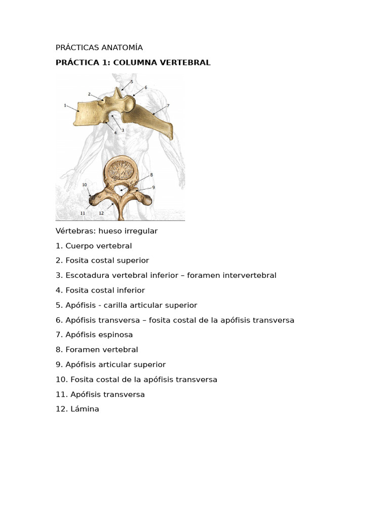 Anatomía de la Columna y Huesos Asociados | PDF | Vértebra | Sistema ...