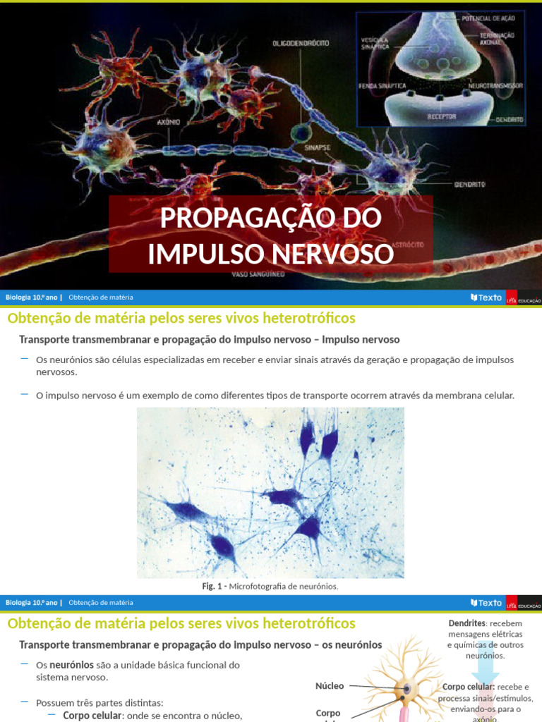 Propagação do Impulso Nervoso em Neurônios | PDF | Neurônio | Potencial ...