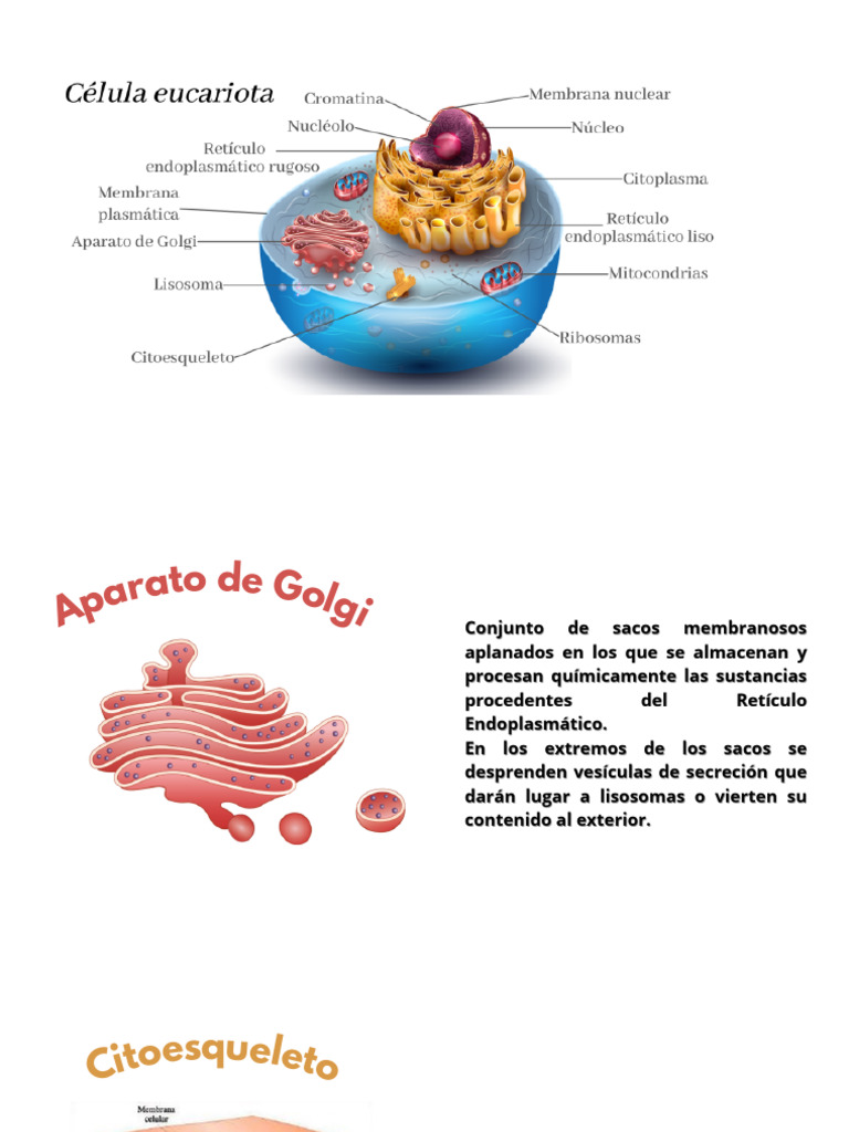 Estructura y función de los eucariotas | PDF | Citoplasma | Biología ...
