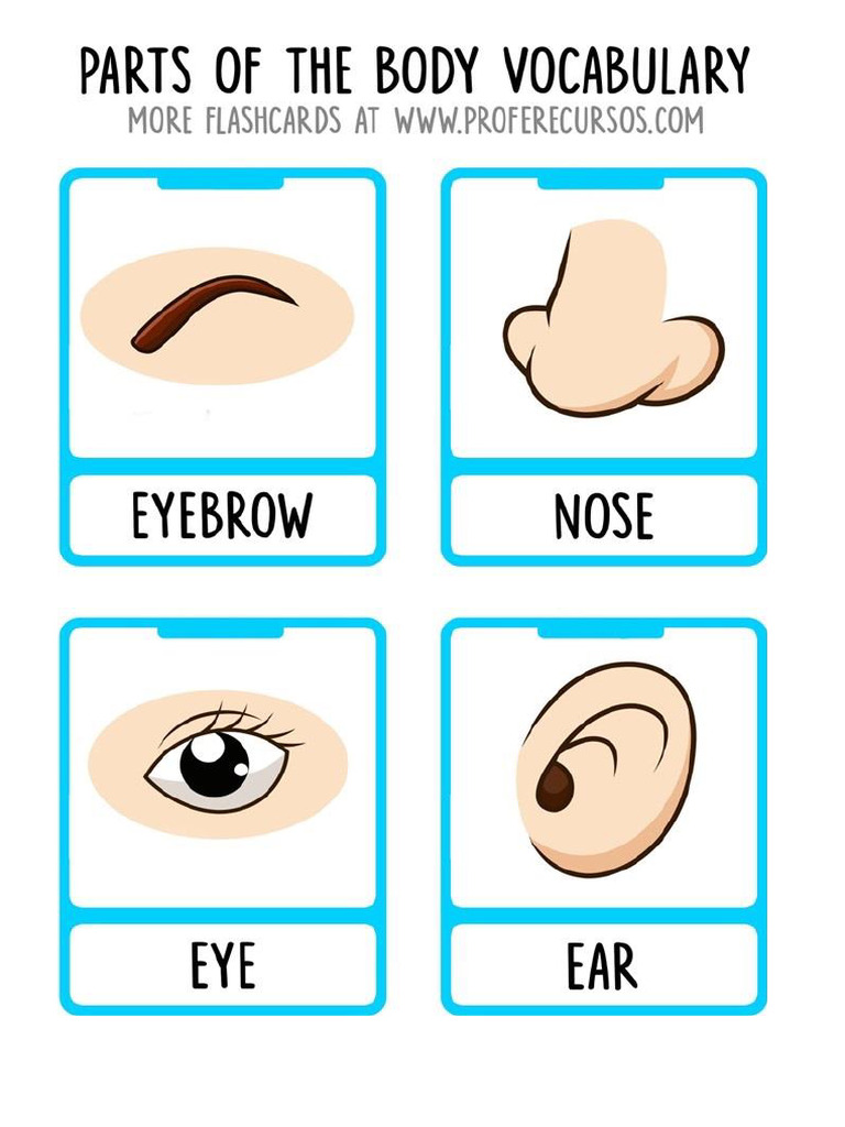 Body Parts Flashcards | PDF