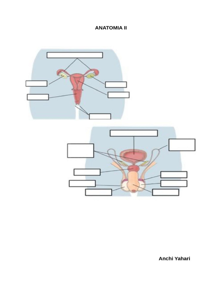 ANATOMIA PDF DOWNLOAD visual data 3