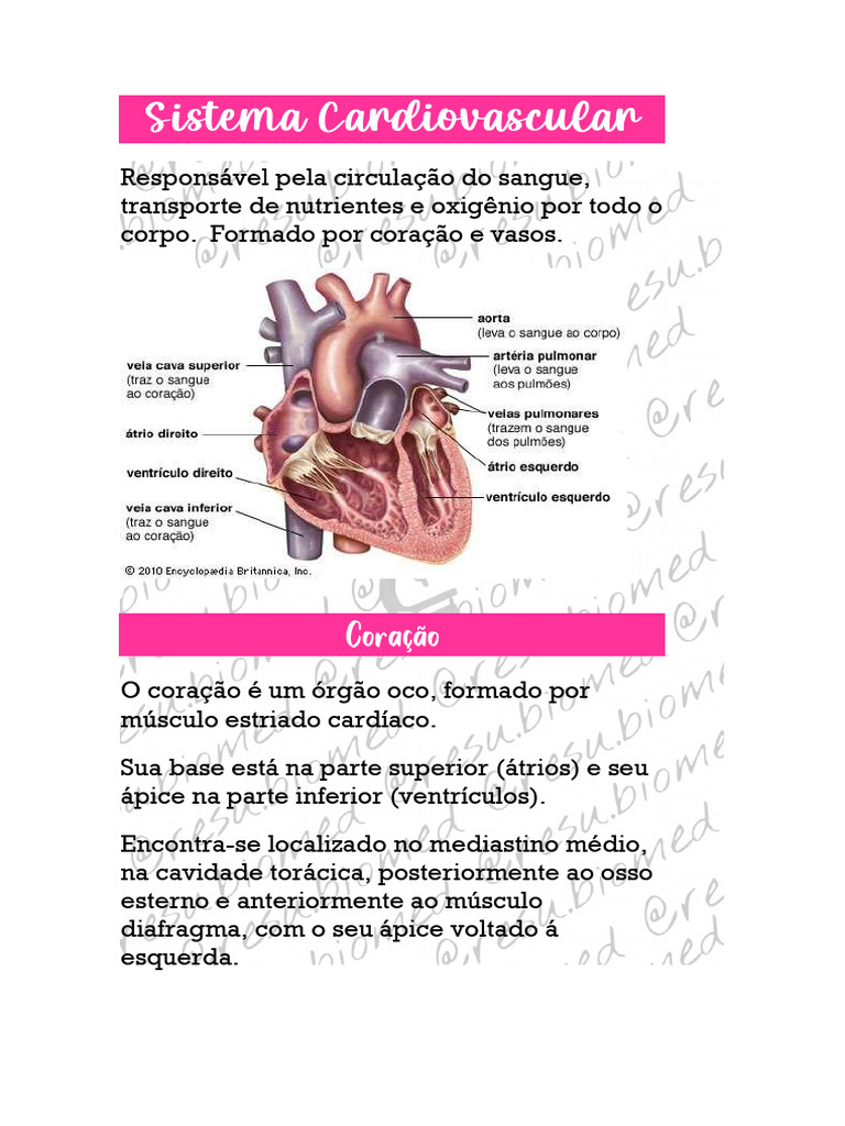 Resumo do Sistema Cardiovascular | PDF