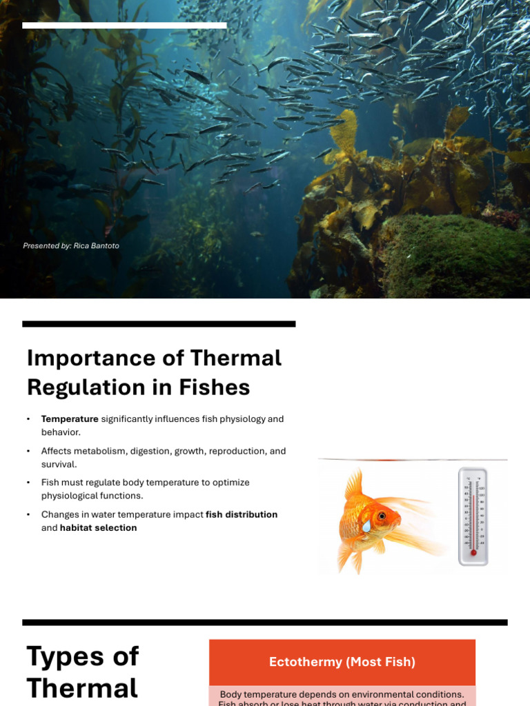 Fish Thermal Regulation Explained | PDF | Thermoregulation | Fish