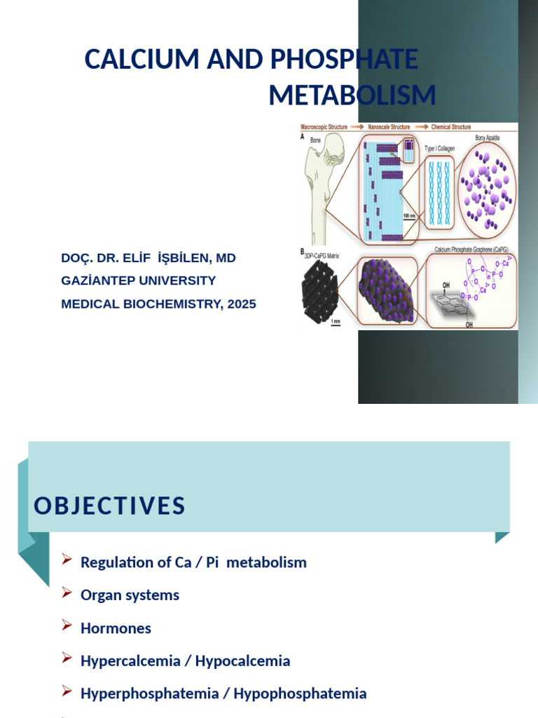 Calcium and Phosphate Metabolism Overview | PDF | Calcium In Biology ...