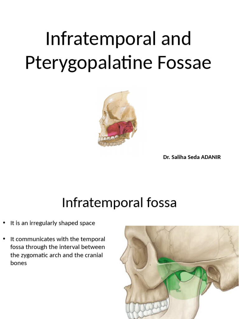 Infratemporal and Pterygopalatine Fossae | PDF | Primate Anatomy ...