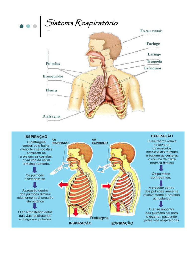 Exercícios sobre Sistema Respiratório e Circulatório | PDF | Coração ...
