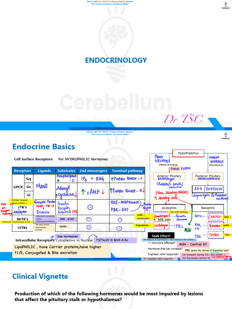 ENDOCRINE | PDF | Diseases And Disorders | Endocrine System
