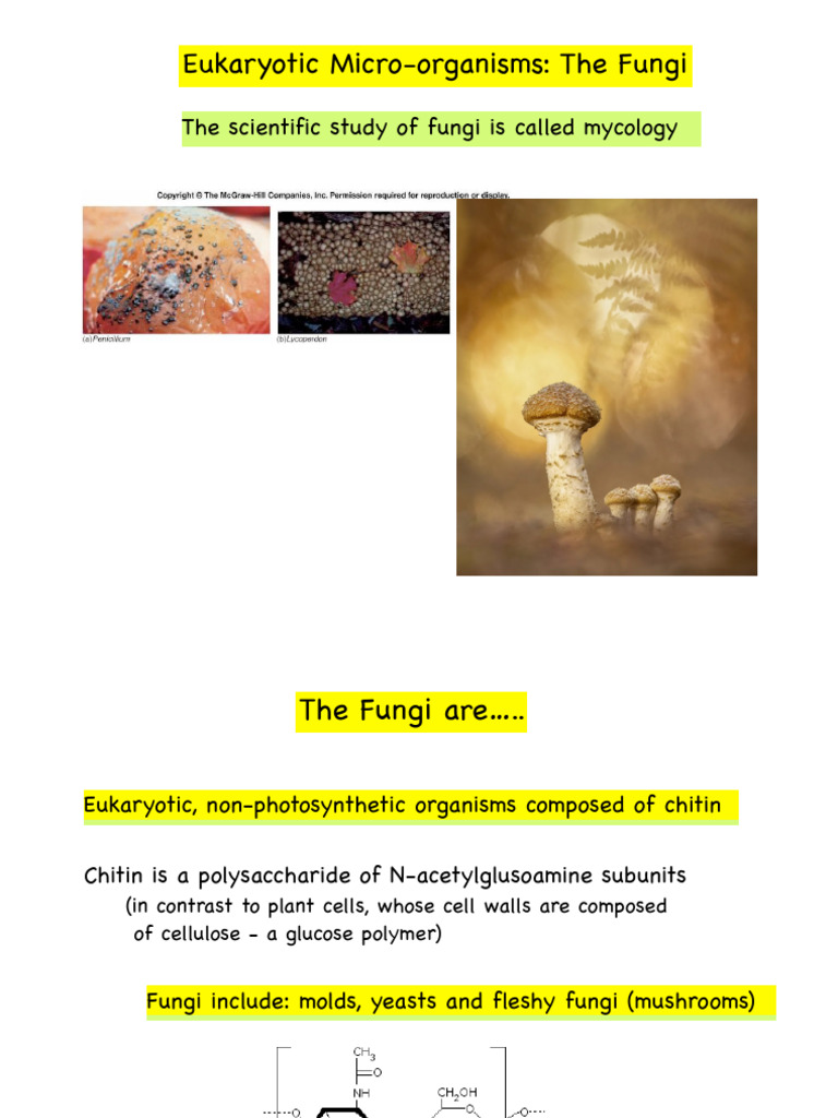 Mycology: The Study of Fungi | PDF | Protozoa | Fungus