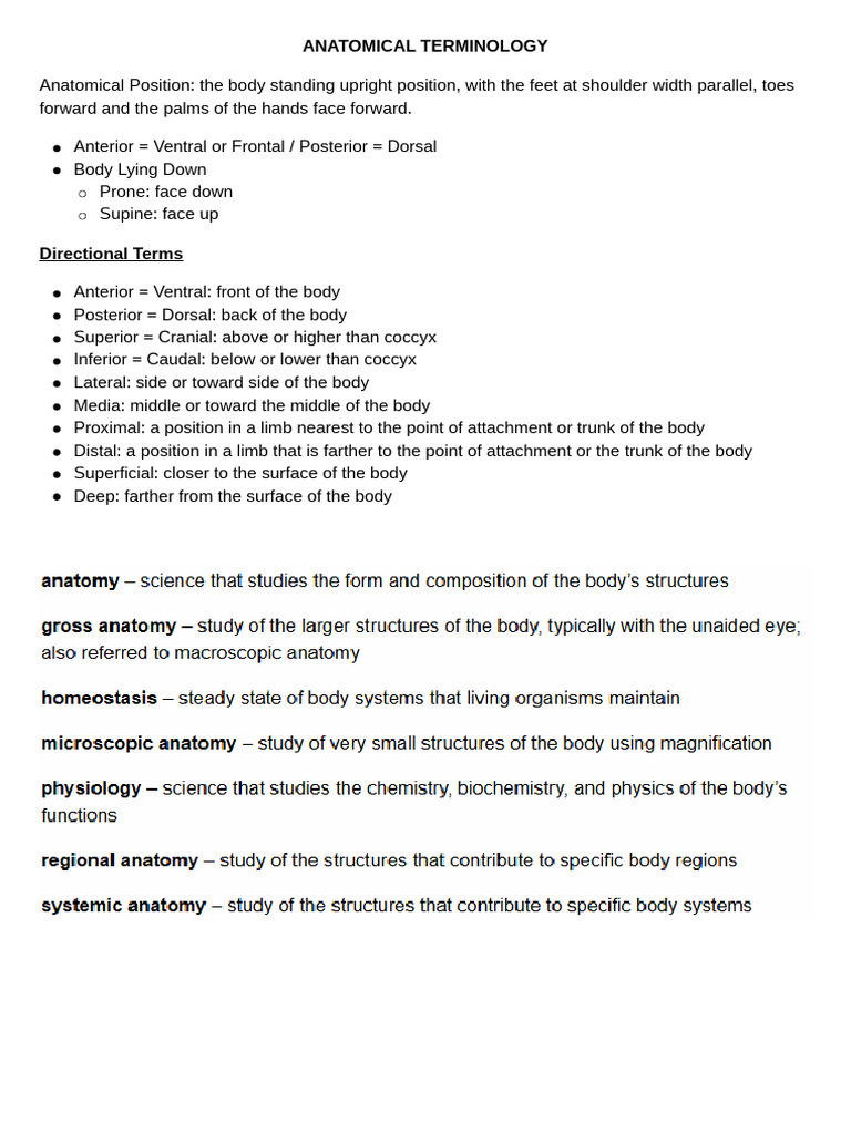 Understanding Anatomical Terminology | PDF | Anatomical Terms Of Location