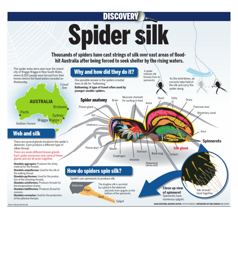 Spider Anatomy and Silk Production | PDF | Home & Garden | Science ...
