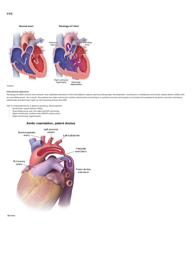 Educational Objective | PDF | Heart | Pulse