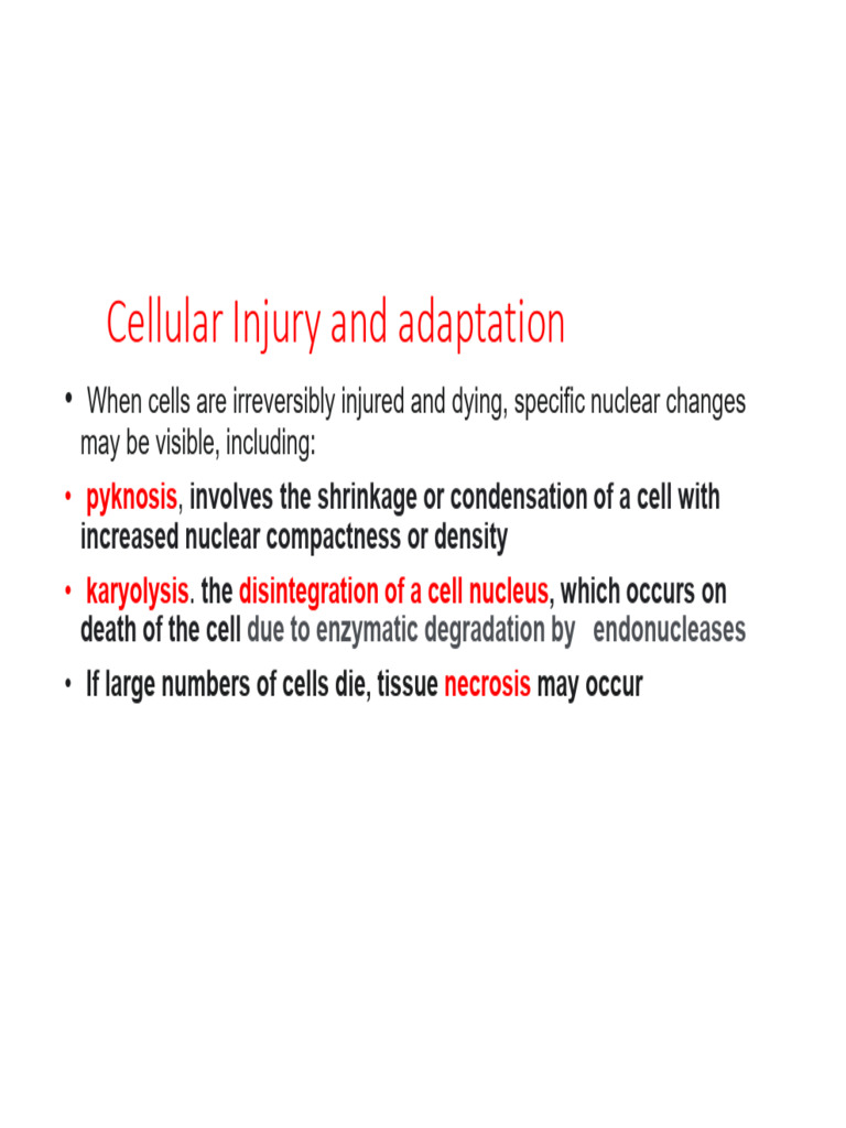 Cell Injury, Apoptosis, and Cell Cycle | PDF | Cell Cycle | Mitosis