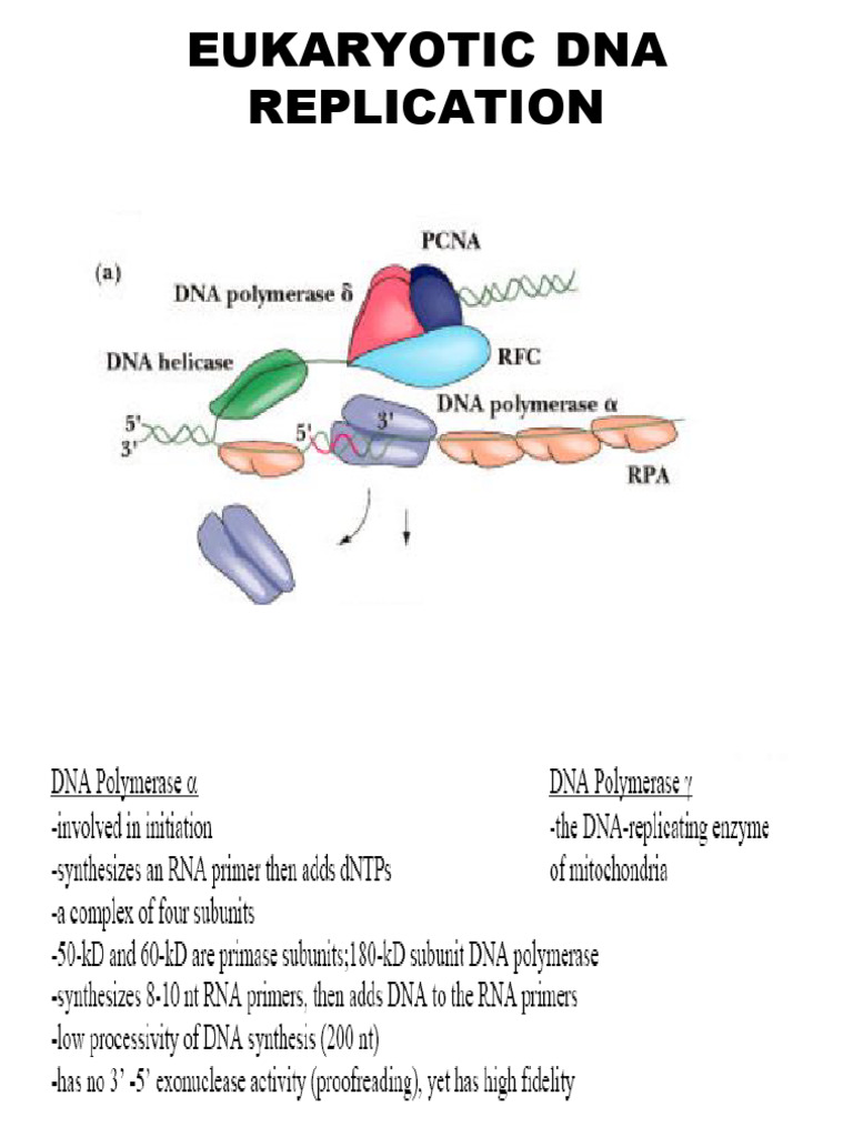 Replication in eukaryotes Mechanism | PDF