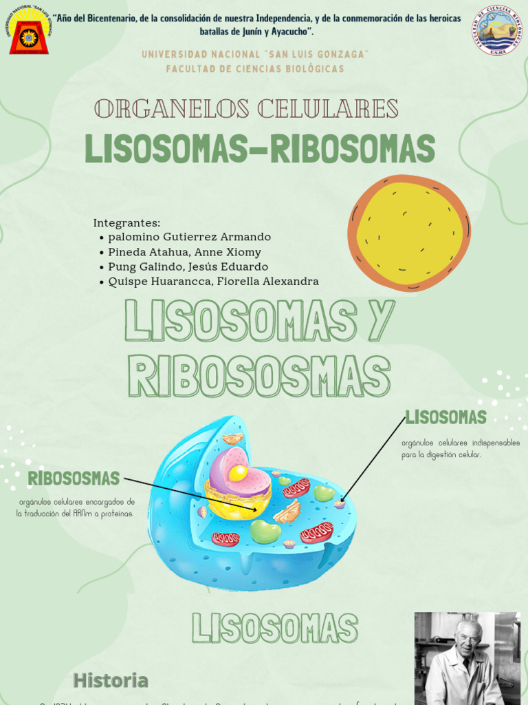 Lisosomas y Ribosomas: Funciones Celulares | PDF | Citoplasma | Ribosoma