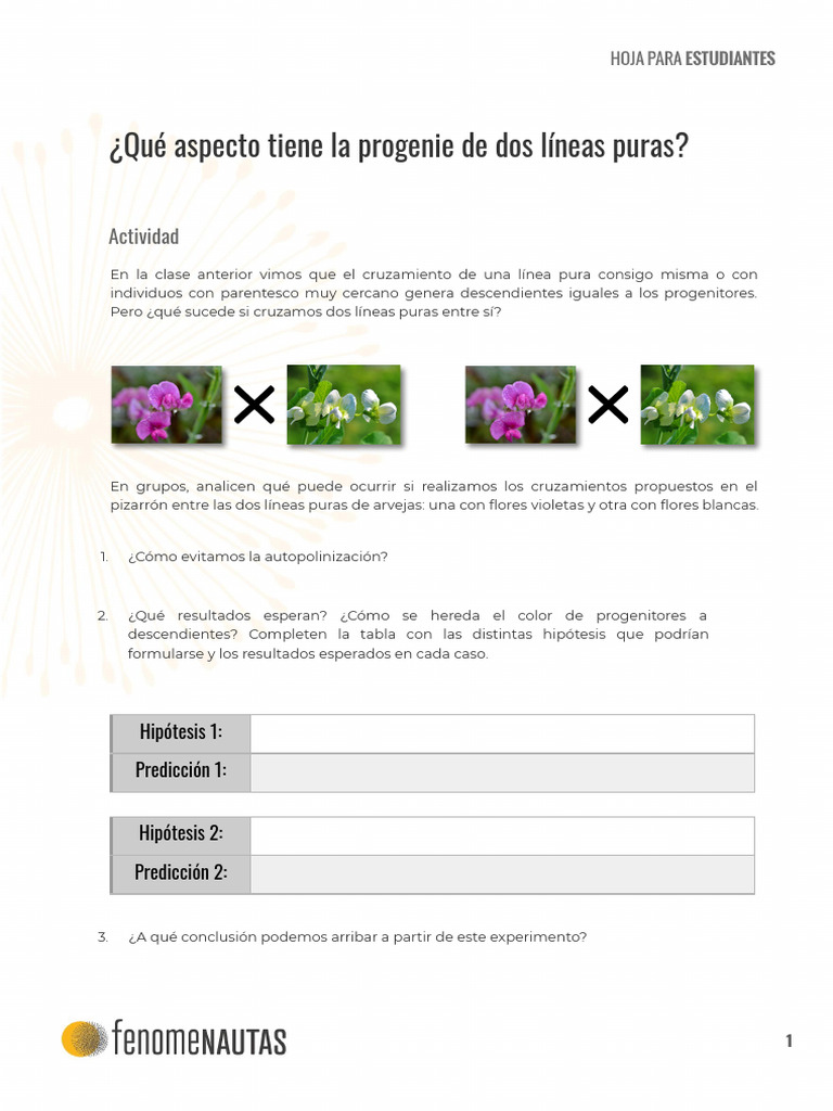 ¿Qué Aspecto Tiene La Progenie de Dos Líneas Puras | PDF