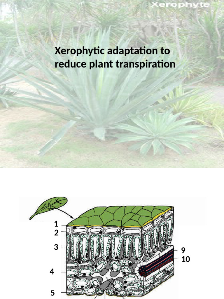 Xerophytic Adaptations in Plants | PDF | Leaf | Stoma