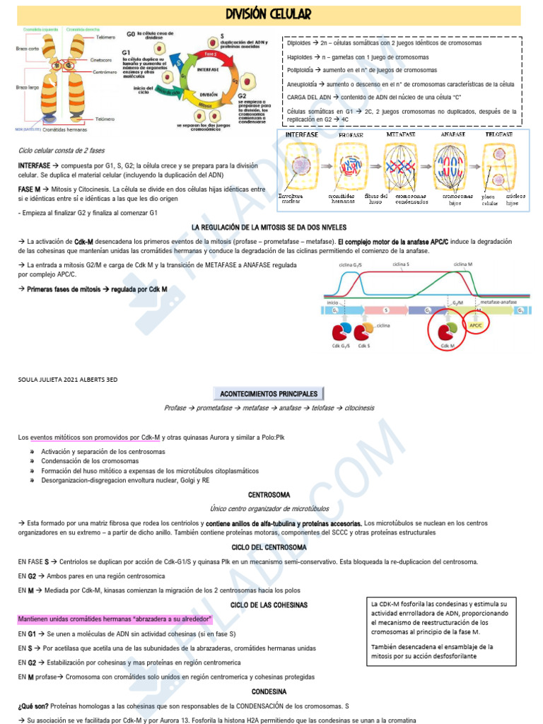 Regulación del Ciclo Celular y Mitosis | PDF | Mitosis | Mitosis