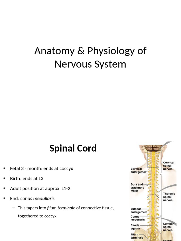 Nervous System Anatomy & Functions | PDF | Spinal Cord | Vertebral Column