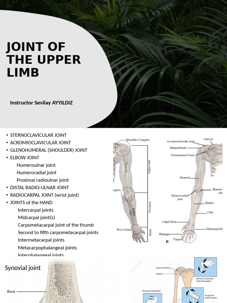 Joints of the Upper Limb | PDF | Elbow | Shoulder