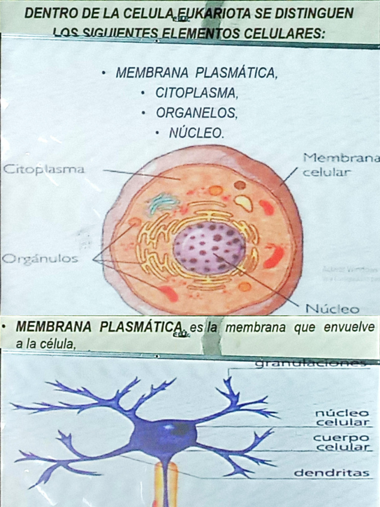 Estructura y Tipos de Células Eucariotas | PDF | Citoplasma | Biología ...