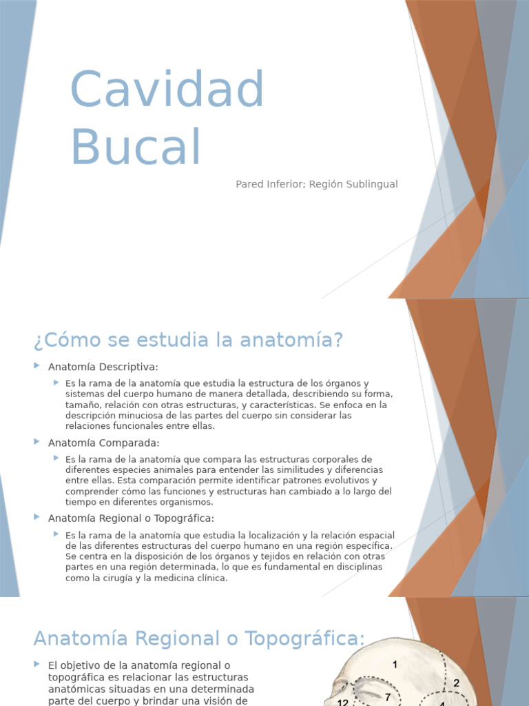 Cavidad Bucal Pared Inferior y Region Sublingual | PDF | Lengua ...