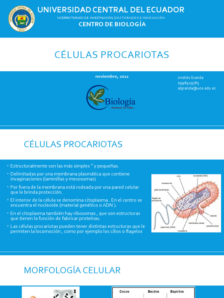 Practica 3. Celulas Procariotas | PDF | Bacterias Gram Positivas ...
