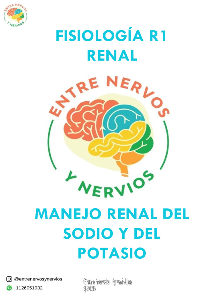 Manejo Renal de Sodio y Potasio en Nefrona | PDF | Potasio | Química