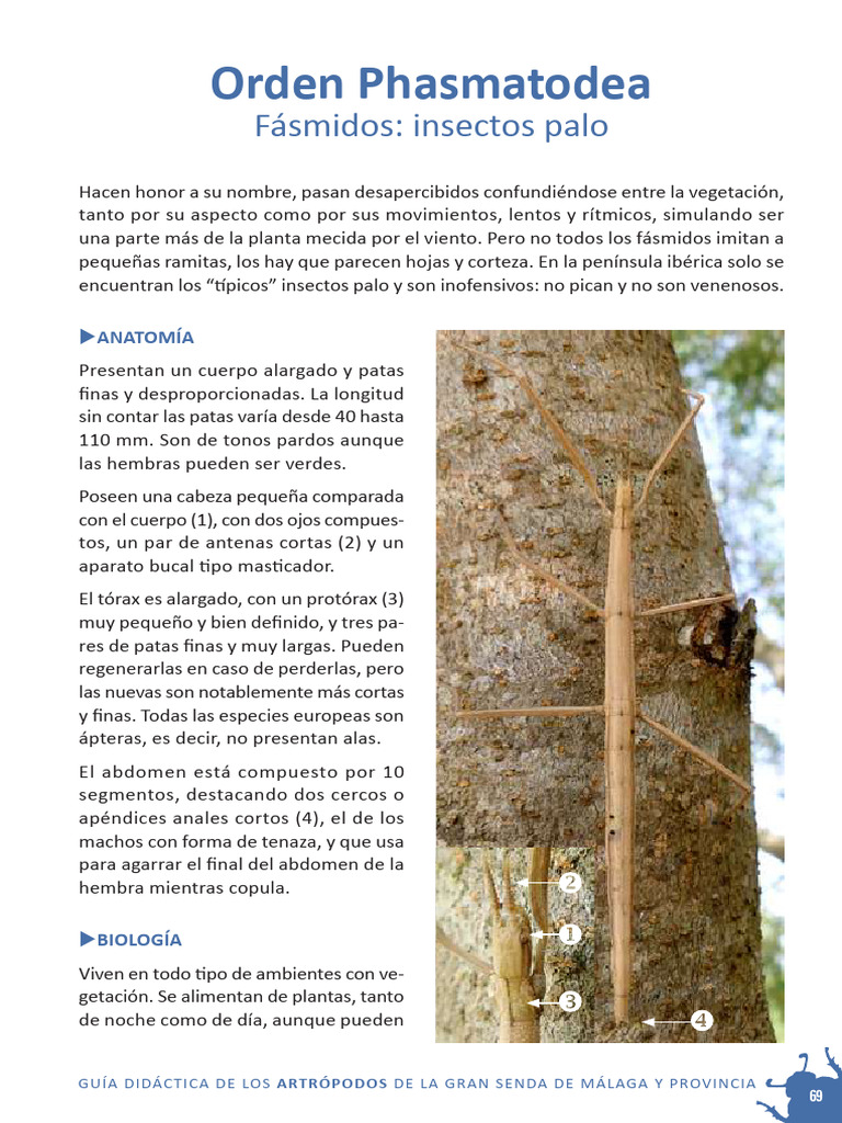 Insectos Palo (Fasmidos) | PDF | Insectos | Zoología