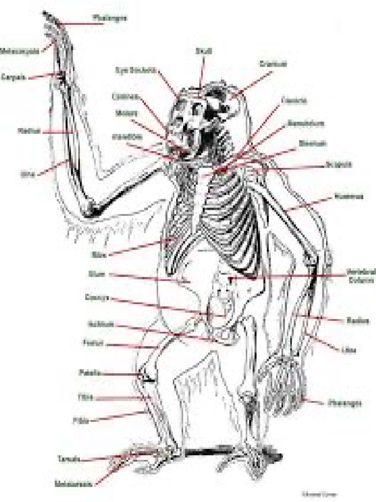 Names of The Monkey Bones | PDF