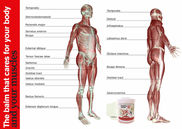 Anatomia | PDF