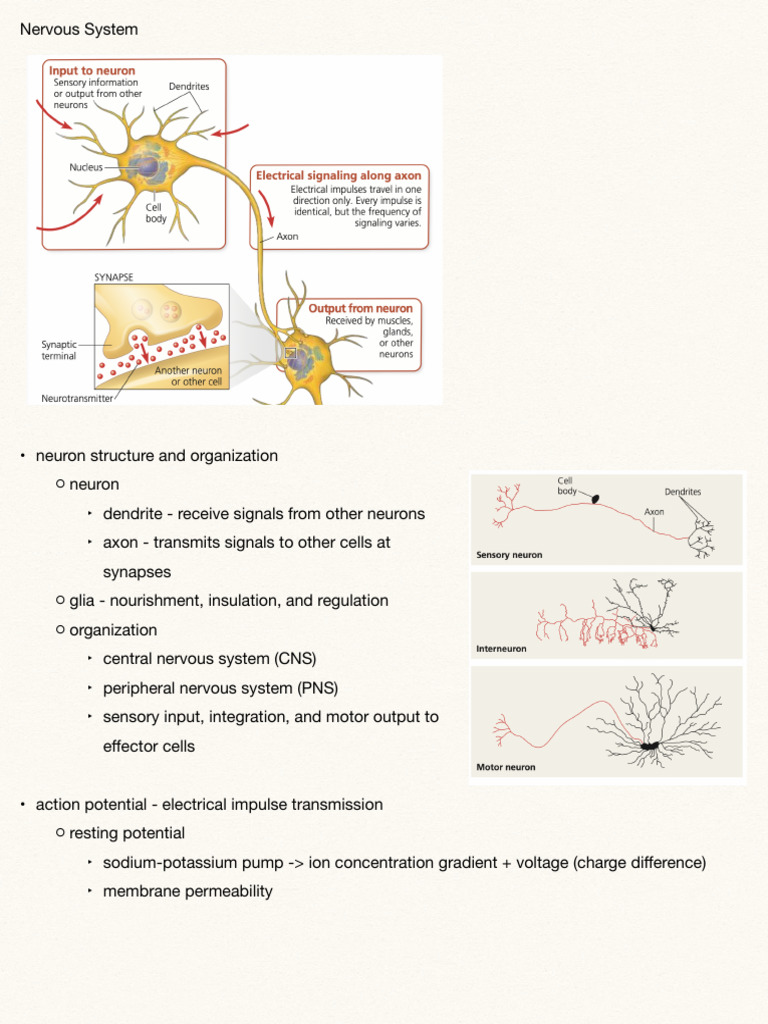 Nervous System Structure and Function | PDF | Inhibitory Postsynaptic ...