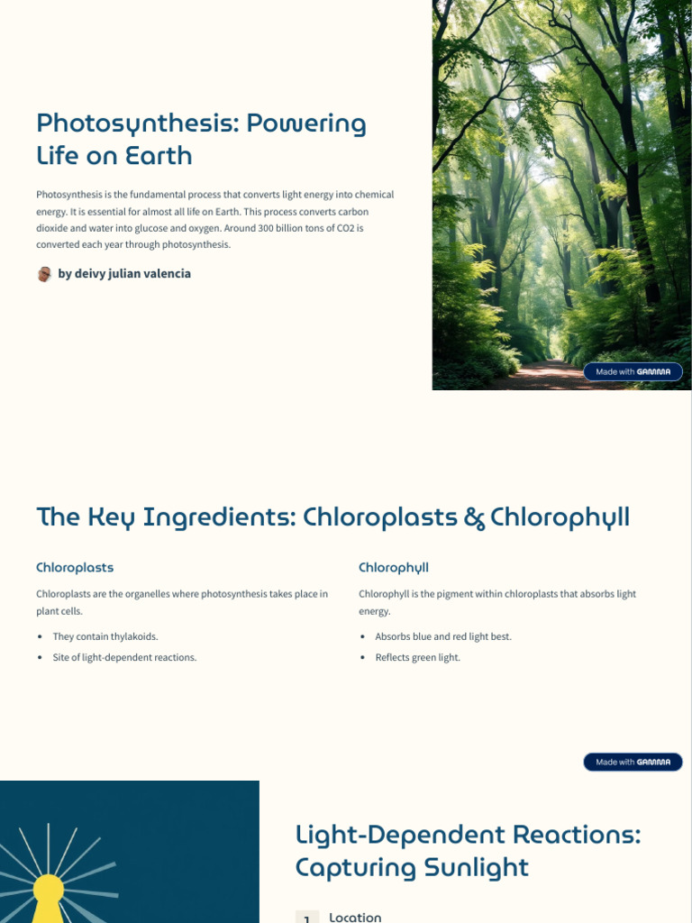 Understanding Photosynthesis Process | PDF | Photosynthesis | Chloroplast