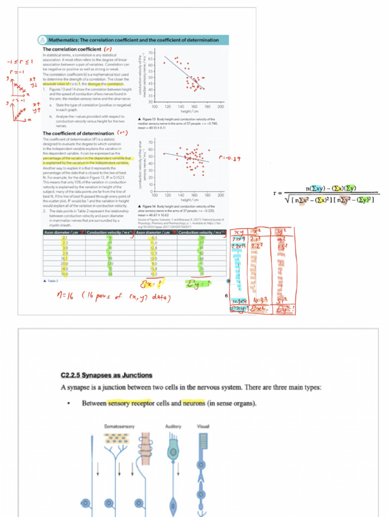 C2.2 Neural signalling (Part 2) | PDF
