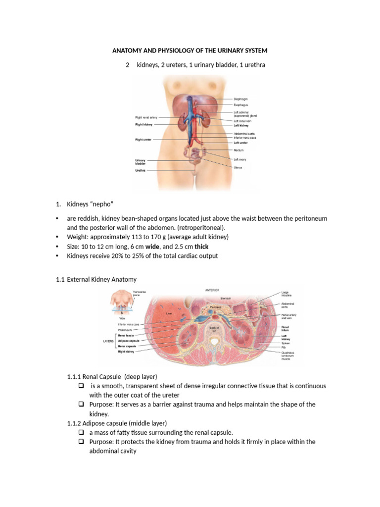 Urinary System Anatomy and Functions | PDF | Kidney | Angiotensin