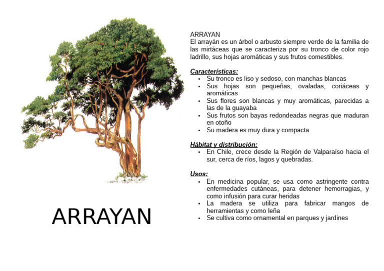 Características y usos del arrayán | PDF